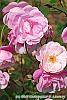 Rosa 'Hall Plot' flowers