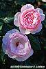 Rosa 'Josephine Land' flowers