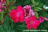 Rosa 'Knockout' flowers