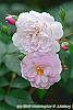 Rosa 'Noisette CarnÃ©e' flowers
