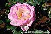 Rosa 'Princesse de Monaco' flowers