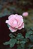 Rosa 'Queen Elizabeth' flowers