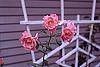Rosa 'Simplicity'