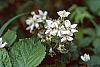 Rubus allegheniensis flowers