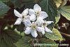 Rubus allegheniensis flowers