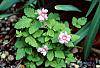 Rubus arcticus habit