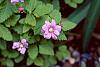 Rubus arcticus flowers