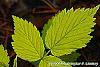 Rubus idaeus 'Aureus' leaves