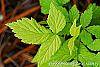 Rubus idaeus 'Aureus' leaves