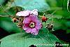 Rubus odoratus flowers