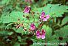 Rubus odoratus flowers
