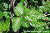 Rubus ulmifolius leaves