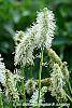 Sanguisorba canadensis flowers