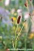 Sanguisorba tenuifolia 'Purpurea' flowers