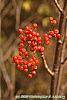 Sorbus americana fruit