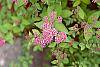 Spiraea x bumalda 'Magic Carpet' flowers
