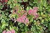 Spiraea x bumalda 'Magic Carpet' flowers