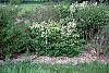 Spiraea chamaedryfolia habit