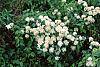 Spiraea chamaedryfolia flowers