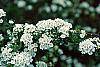 Spiraea crenata flowers