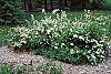 Spiraea media habit