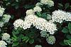 Spiraea media flowers