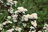 Spiraea media flowers