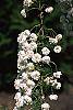 Spiraea prunifolia flowers