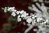 Spiraea prunifolia flowers