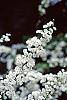 Spiraea prunifolia flowers