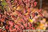 Stephanandra incisa fall color