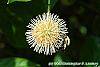 Cephalanthus occidentalis flowers