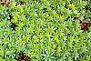 Galium odoratum leaves