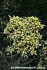 Gardenia augusta 'Variegata' habit
