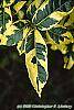 Gardenia augusta 'Variegata' leaves