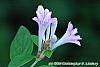Leptodermis oblonga flowers