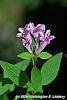 Leptodermis oblonga flowers