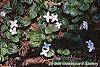 Mitchella repens habit