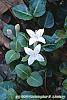 Mitchella repens flowers
