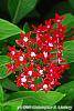 Pentas lanceolata 'Butterfly Red' flowers