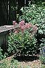 Dictamnus albus habit