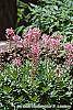 Dictamnus albus flowers