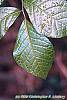 Orixa japonica leaves