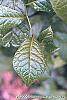Orixa japonica leaves