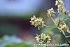 Phellodendron amurense flowers