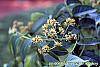 Phellodendron amurense flowers