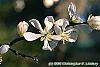 Poncirus trifoliata flowers