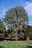 Populus deltoides habit