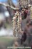 Populus tremuloides flowers