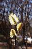 Salix caprea flowers